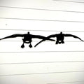 Steel Pair Canada Geese Incoming | Wall Art